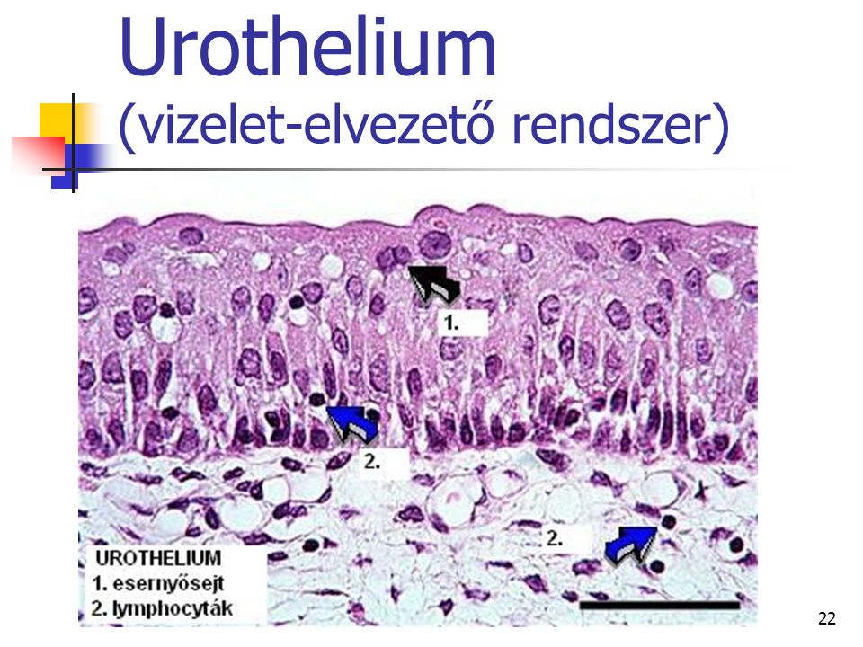 Urothelium (vizelet-elvezető rendszer)