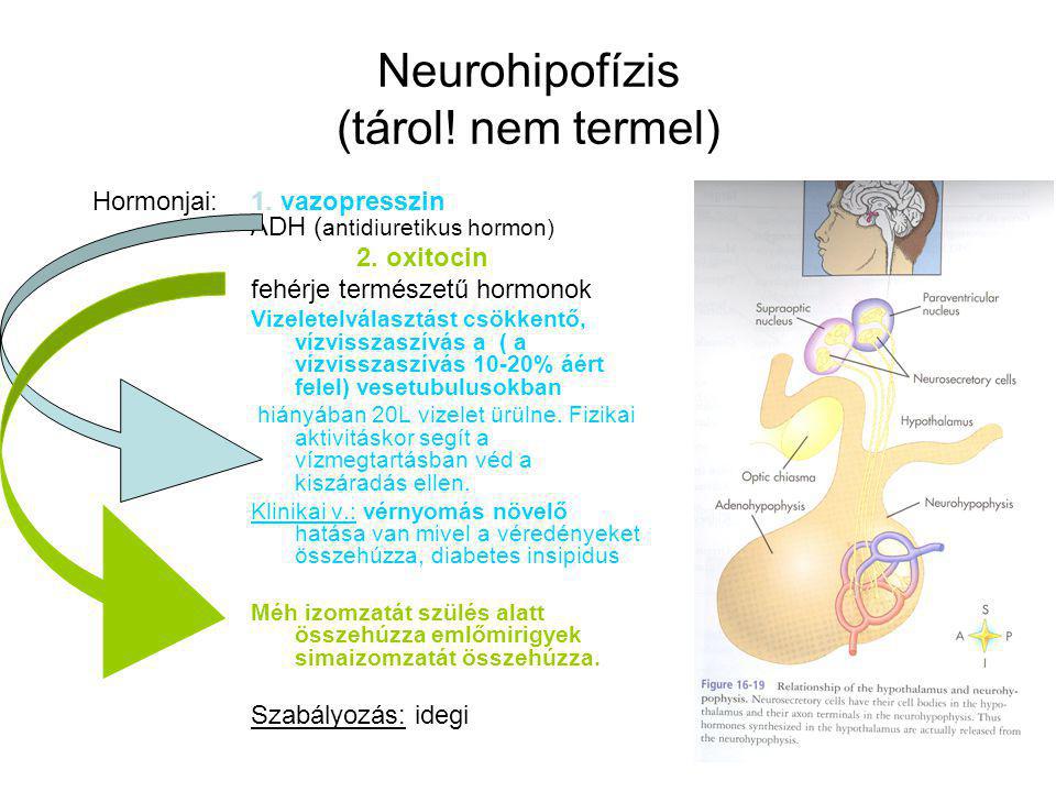 Neurohipofízis (tárol! nem termel)