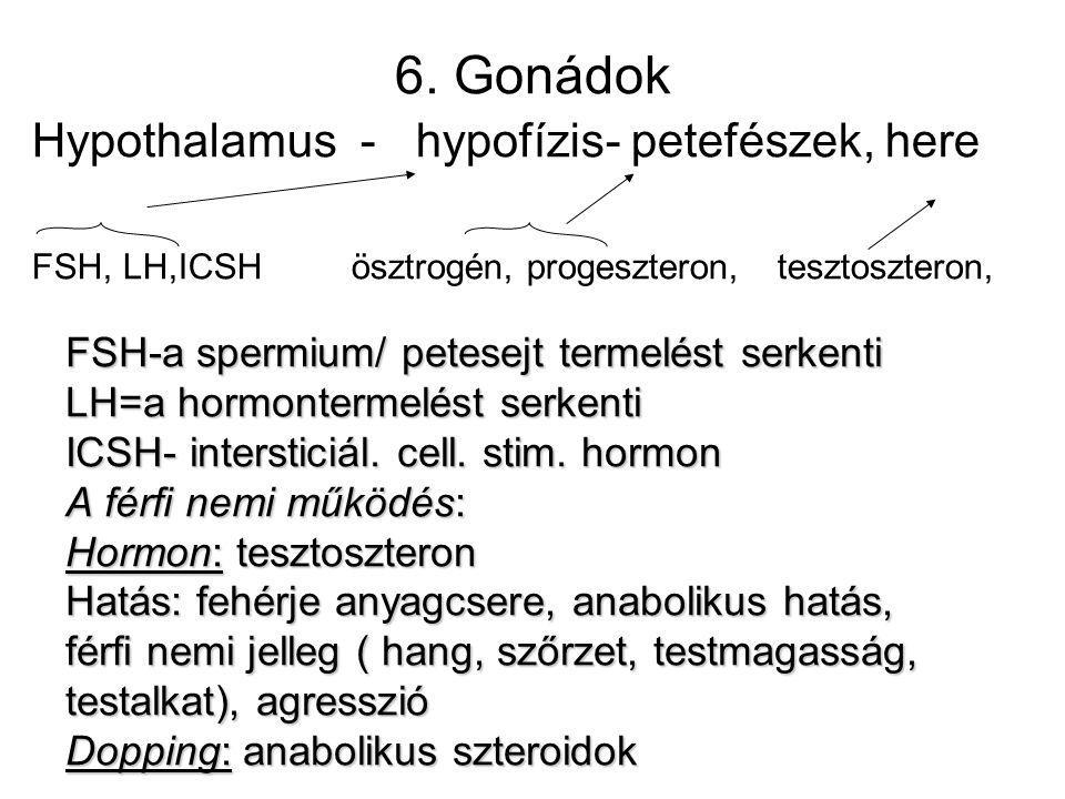 6. Gonádok Hypothalamus - hypofízis- petefészek, here