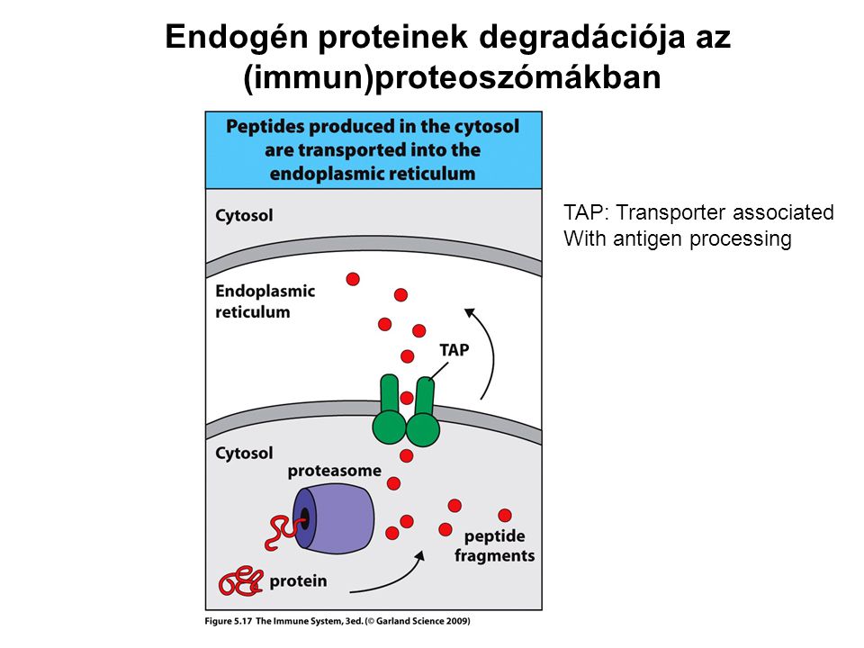 Endogén proteinek degradációja az (immun)proteoszómákban