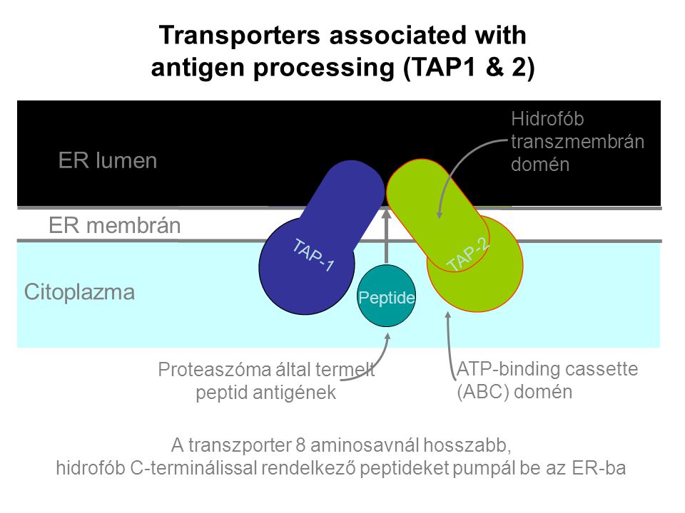 Transporters associated with antigen processing (TAP1 & 2)