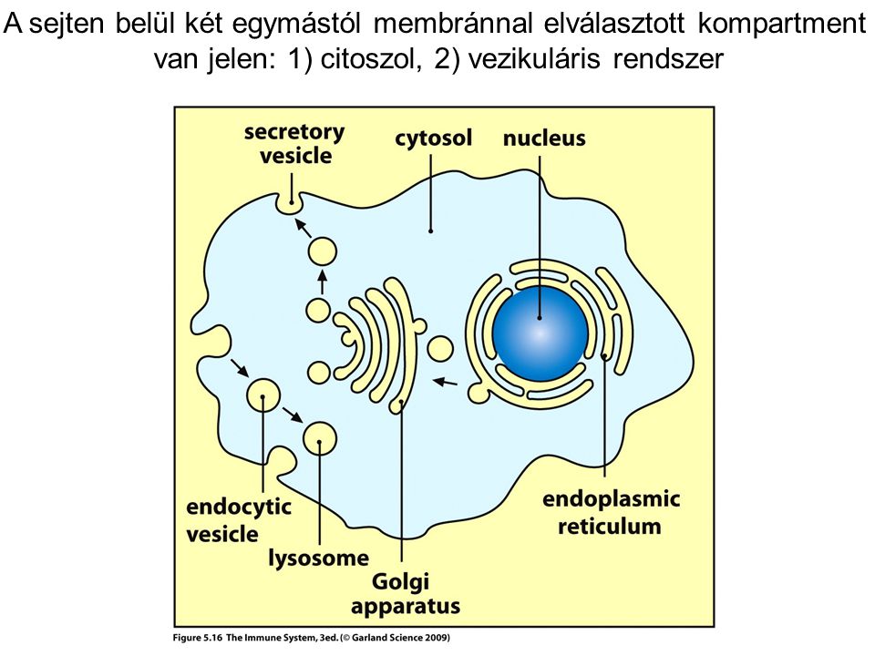A sejten belül két egymástól membránnal elválasztott kompartment