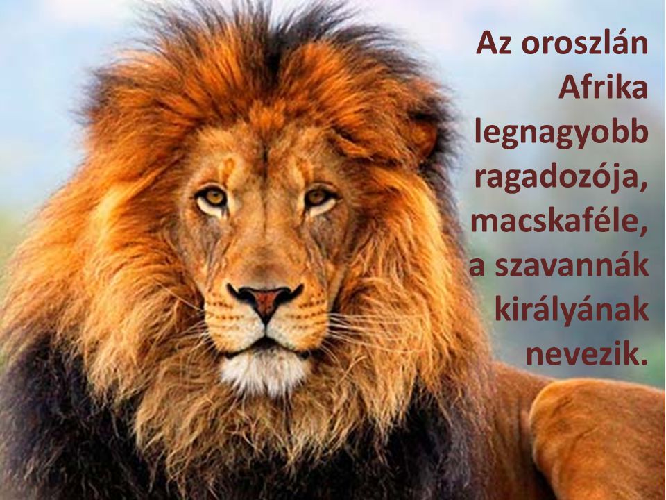Az oroszlán Afrika legnagyobb ragadozója, macskaféle, a szavannák királyának nevezik.