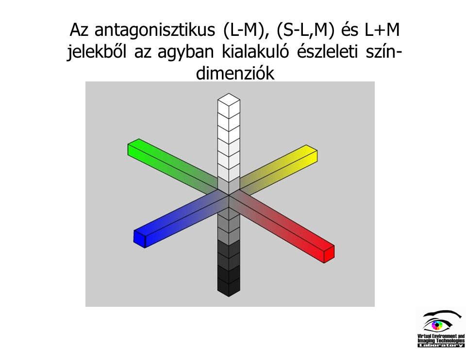 Az antagonisztikus (L-M), (S-L,M) és L+M jelekből az agyban kialakuló észleleti szín-dimenziók
