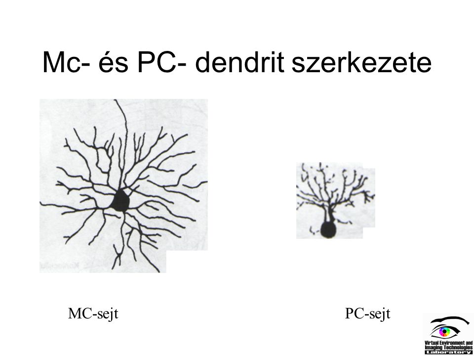 Mc- és PC- dendrit szerkezete
