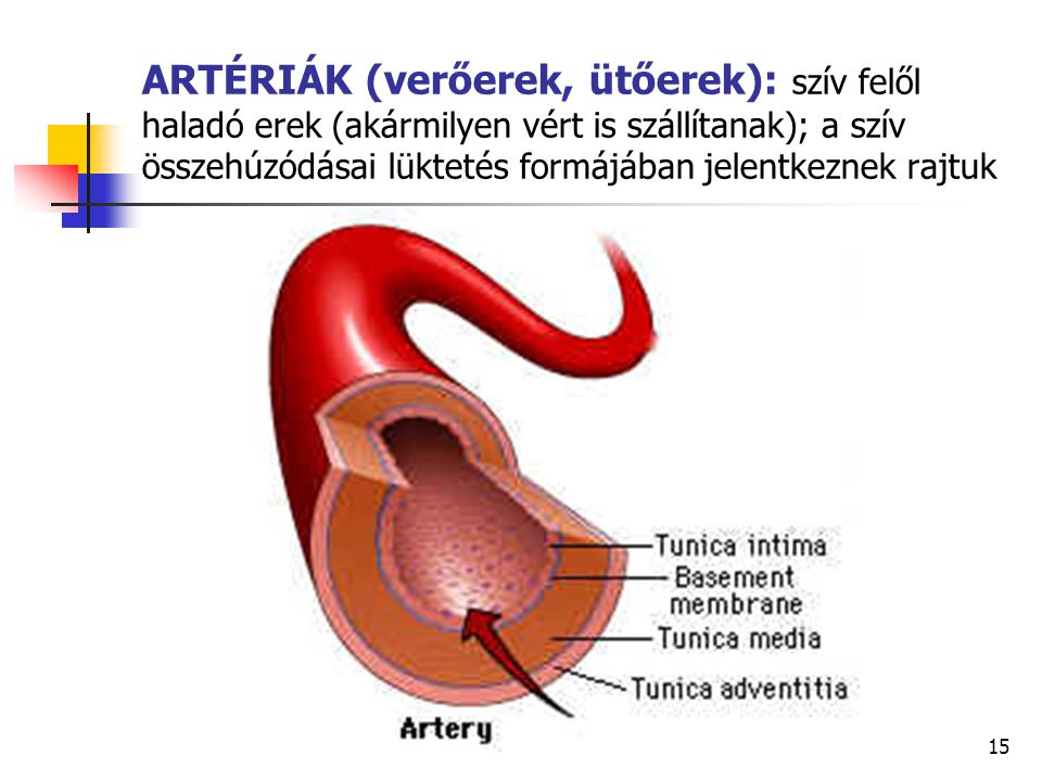 ARTÉRIÁK (verőerek, ütőerek): szív felől haladó erek (akármilyen vért is szállítanak); a szív összehúzódásai lüktetés formájában jelentkeznek rajtuk