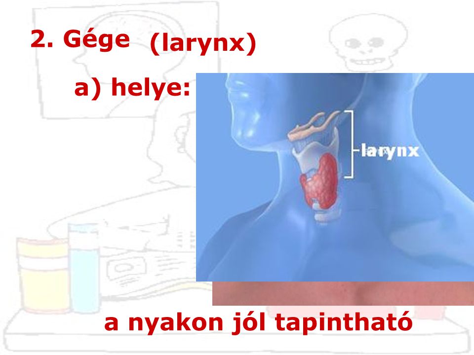 2. Gége (larynx) a) helye: a nyakon jól tapintható