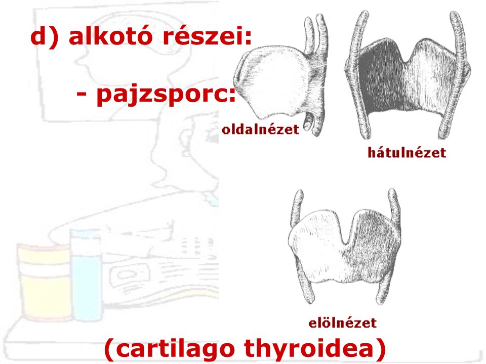 d) alkotó részei: - pajzsporc: (cartilago thyroidea)