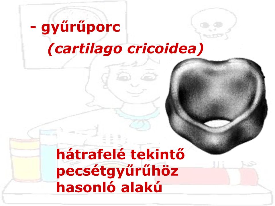 - gyűrűporc (cartilago cricoidea) hátrafelé tekintő pecsétgyűrűhöz hasonló alakú