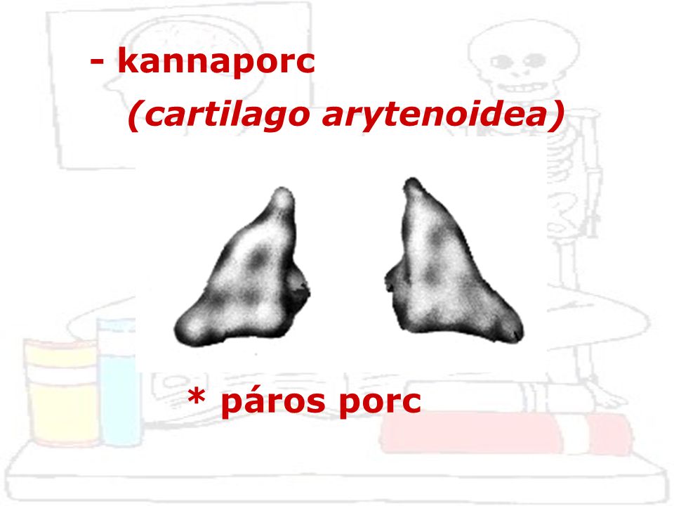 - kannaporc (cartilago arytenoidea) * páros porc
