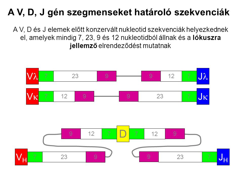 A V, D, J gén szegmenseket határoló szekvenciák