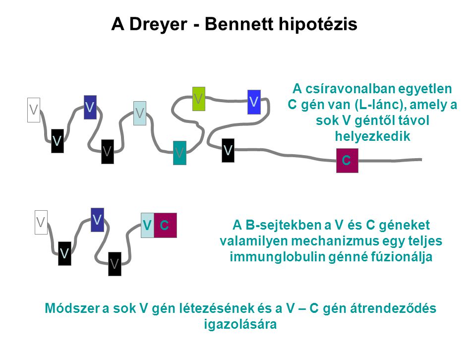 A Dreyer - Bennett hipotézis