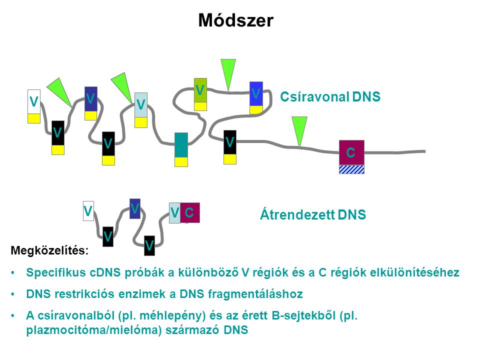 Módszer C V Csíravonal DNS C V Átrendezett DNS Megközelítés: