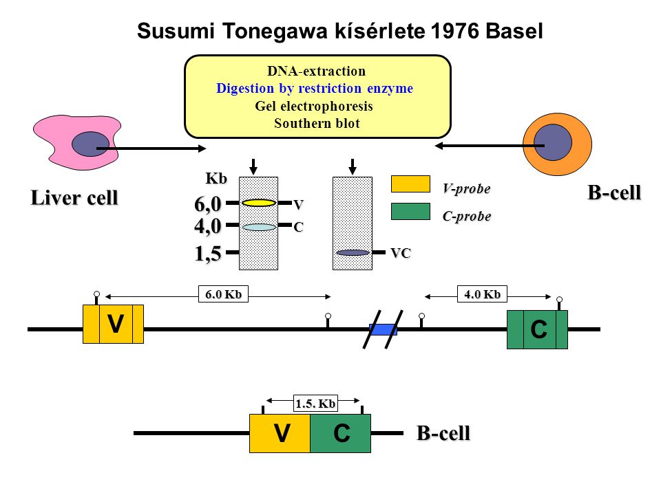 Susumi Tonegawa kísérlete 1976 Basel Digestion by restriction enzyme