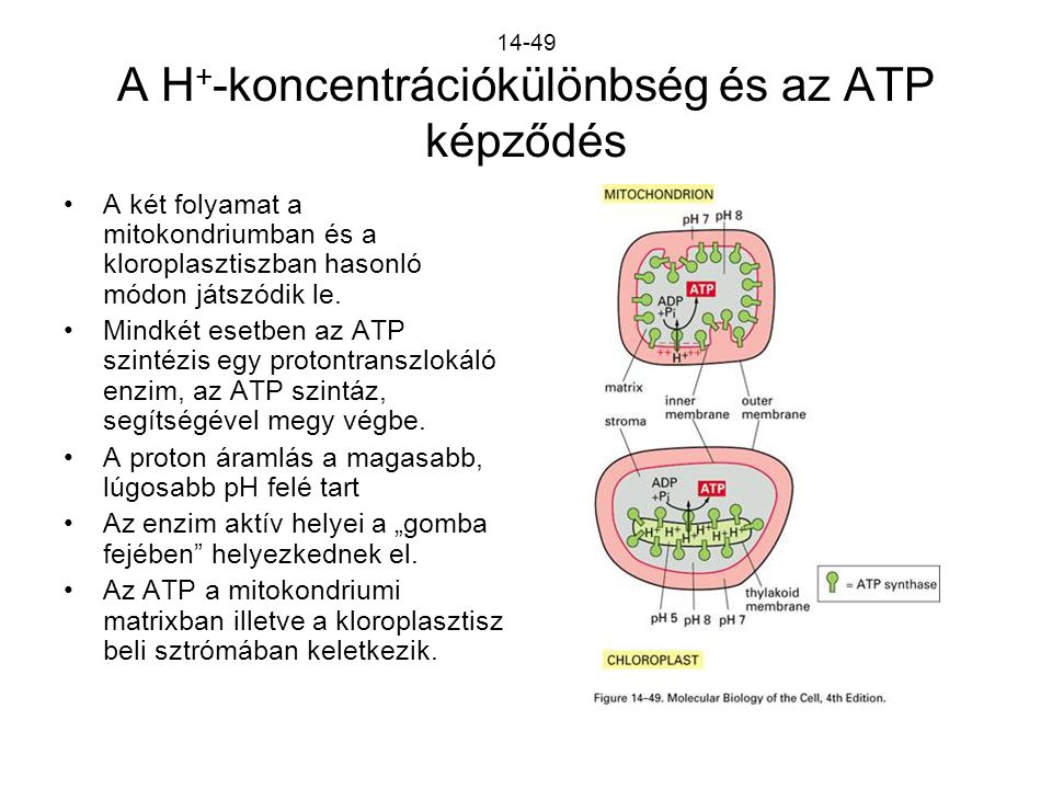 14-49 A H+-koncentrációkülönbség és az ATP képződés