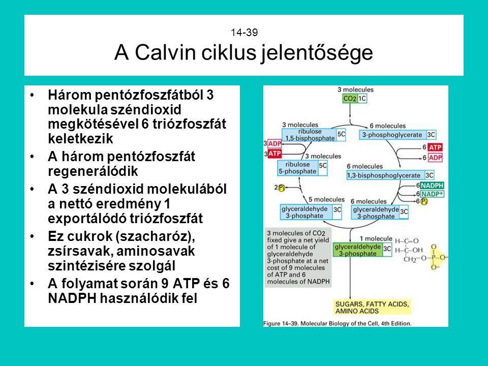14-39 A Calvin ciklus jelentősége