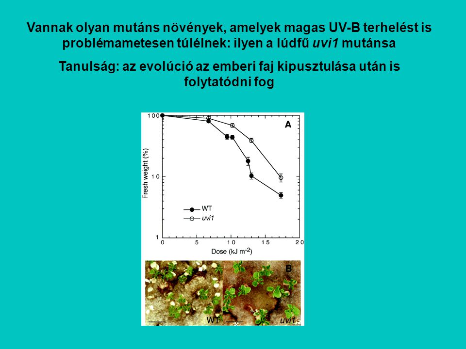 Vannak olyan mutáns növények, amelyek magas UV-B terhelést is problémametesen túlélnek: ilyen a lúdfű uvi1 mutánsa