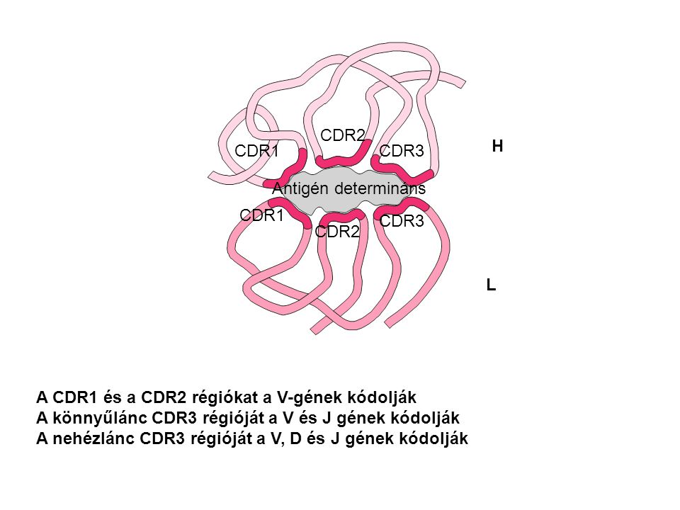 CDR2 H. CDR1. CDR3. Antigén determináns. CDR1. CDR3. CDR2. L. A CDR1 és a CDR2 régiókat a V-gének kódolják.