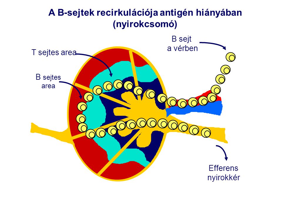 A B-sejtek recirkulációja antigén hiányában