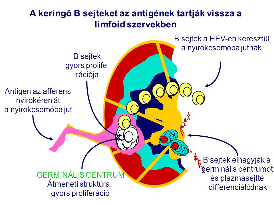 A keringő B sejteket az antigének tartják vissza a limfoid szervekben
