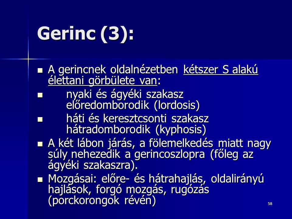 Gerinc (3): A gerincnek oldalnézetben kétszer S alakú élettani görbülete van: nyaki és ágyéki szakasz előredomborodik (lordosis)