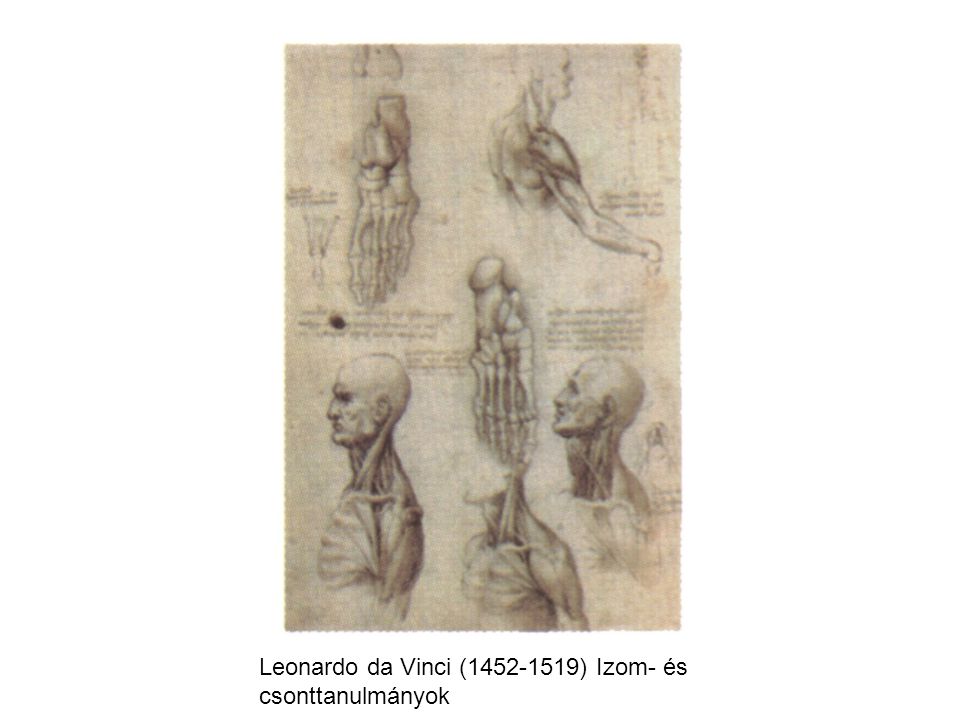 Leonardo da Vinci ( ) Izom- és csonttanulmányok