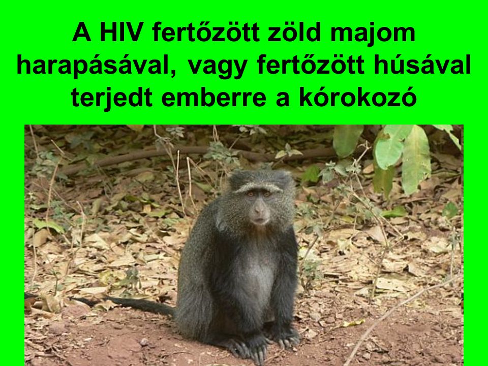 A HIV fertőzött zöld majom harapásával, vagy fertőzött húsával terjedt emberre a kórokozó