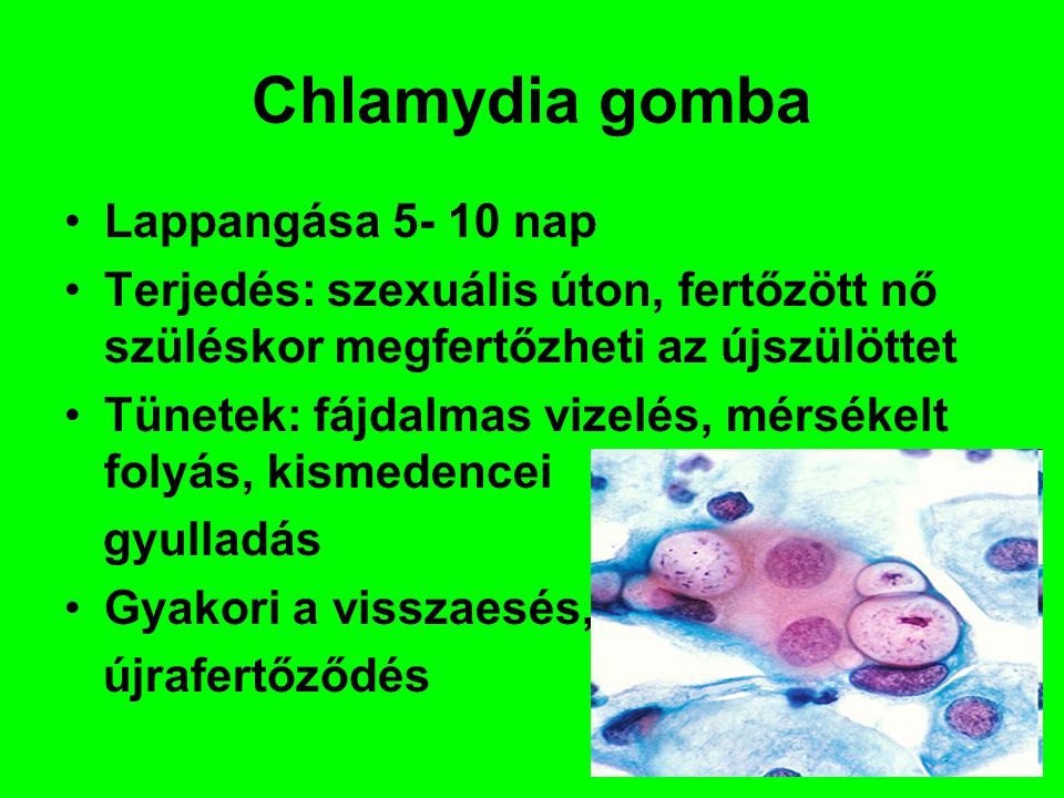 Chlamydia gomba Lappangása nap