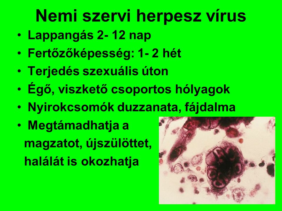 Nemi szervi herpesz vírus