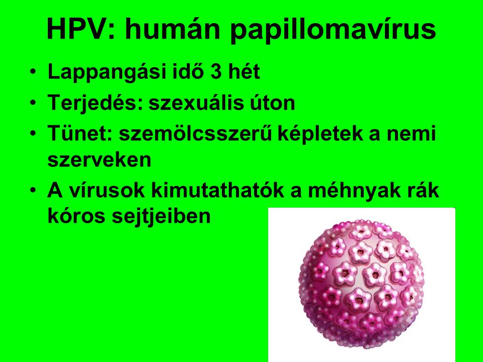 HPV: humán papillomavírus
