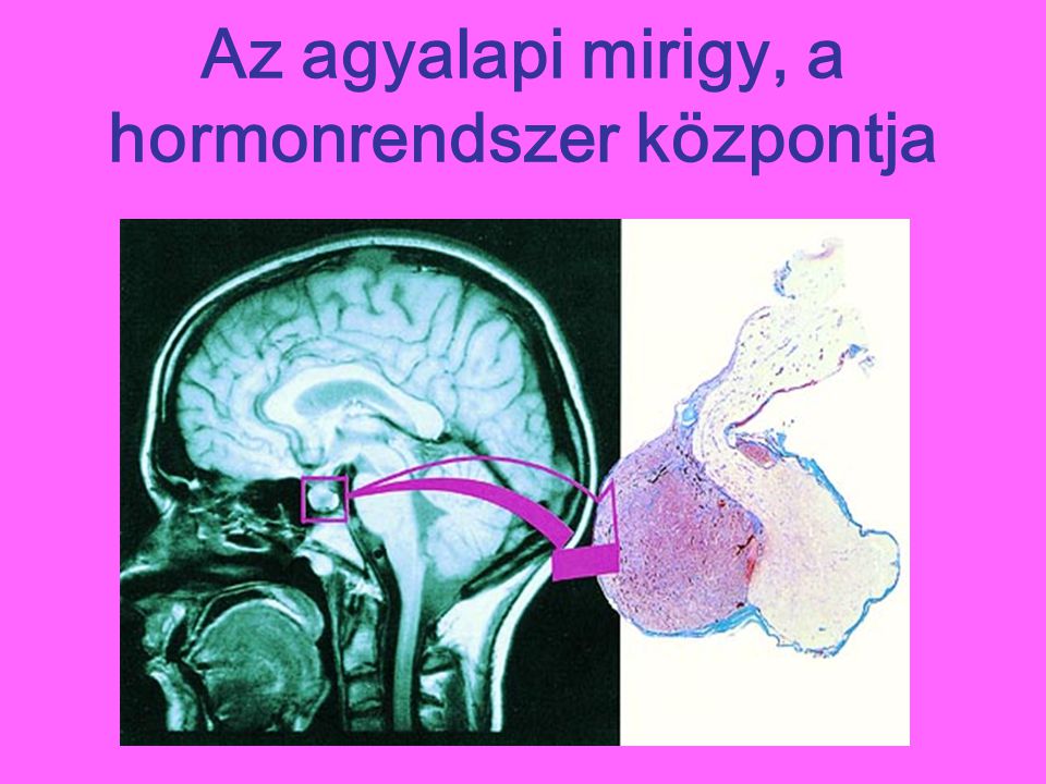 Az agyalapi mirigy, a hormonrendszer központja