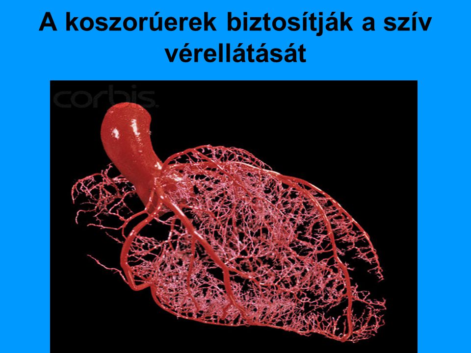 A koszorúerek biztosítják a szív vérellátását