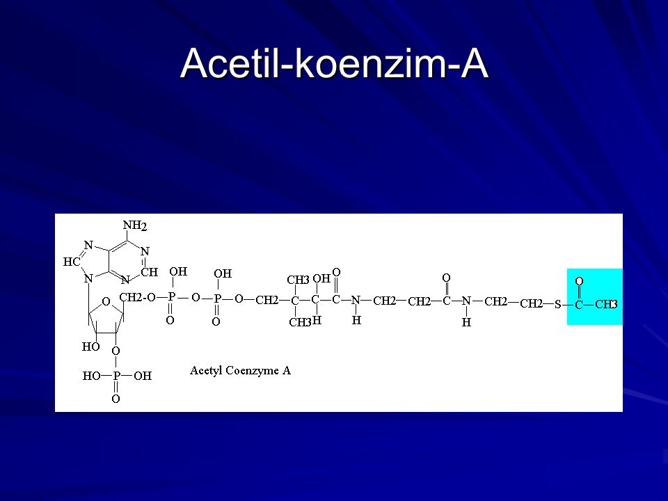 Acetil-koenzim-A