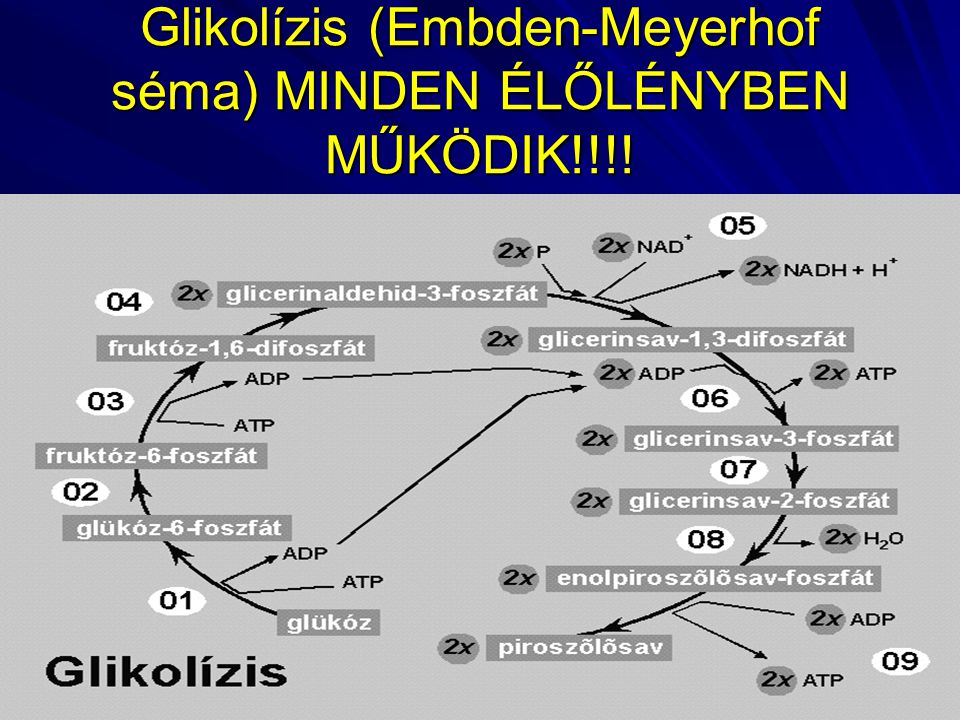 Glikolízis (Embden-Meyerhof séma) MINDEN ÉLŐLÉNYBEN MŰKÖDIK!!!!