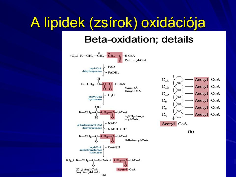 A lipidek (zsírok) oxidációja