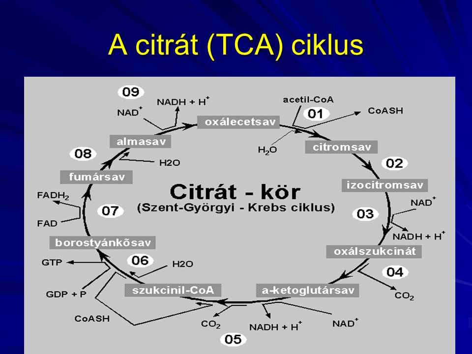 A citrát (TCA) ciklus