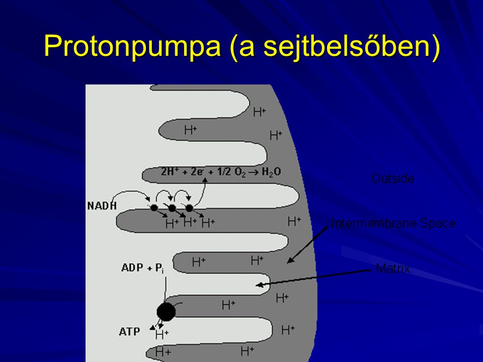 Protonpumpa (a sejtbelsőben)