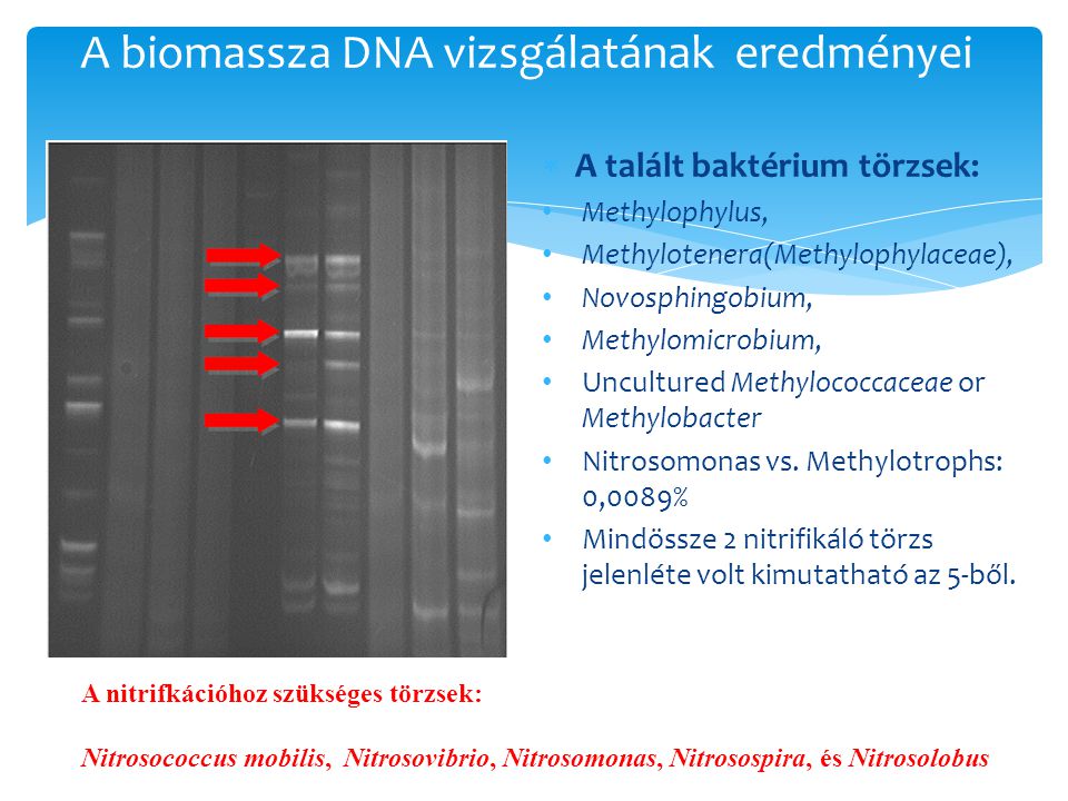 A biomassza DNA vizsgálatának eredményei