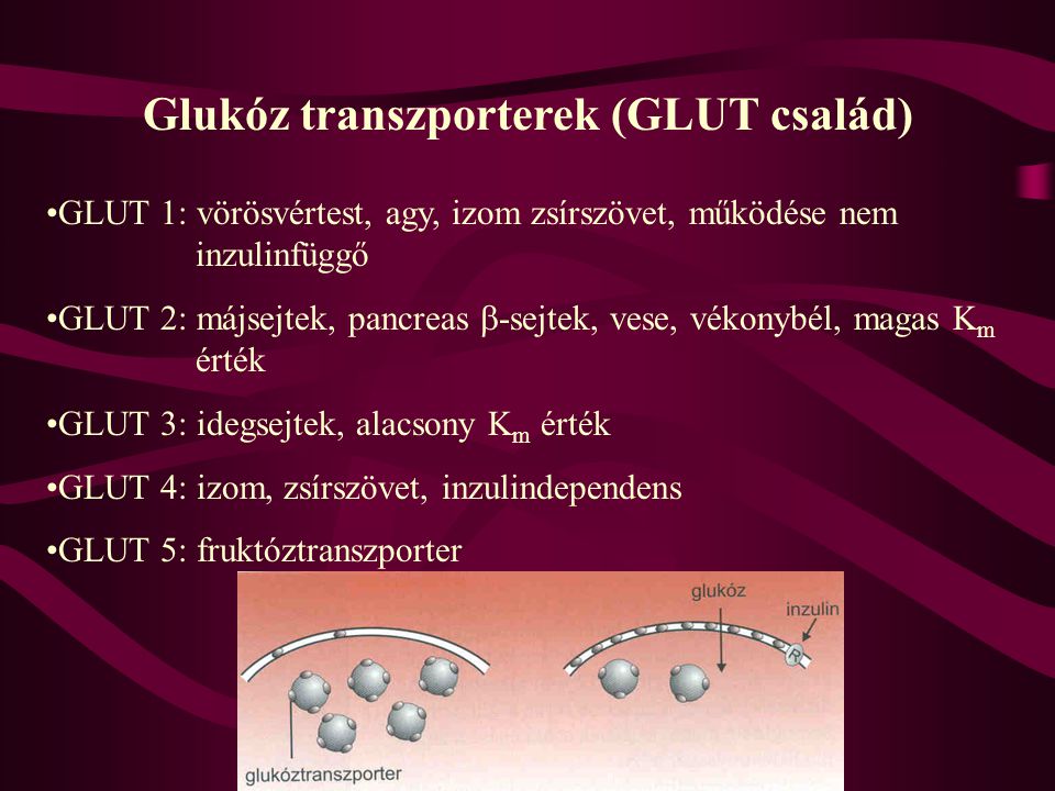Glukóz transzporterek (GLUT család)