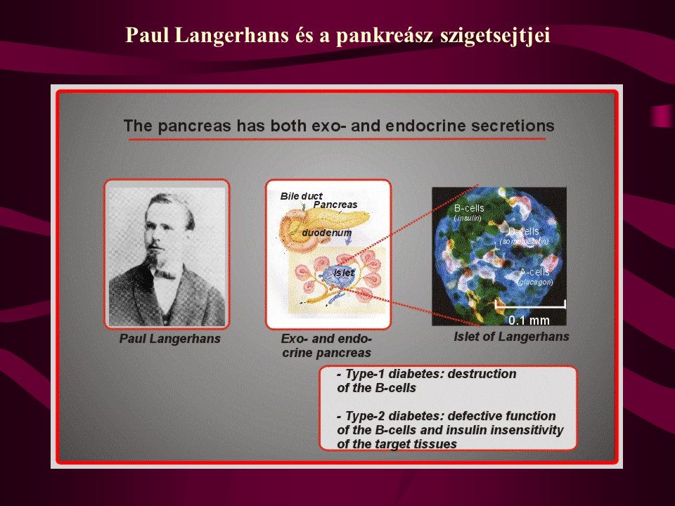 Paul Langerhans és a pankreász szigetsejtjei