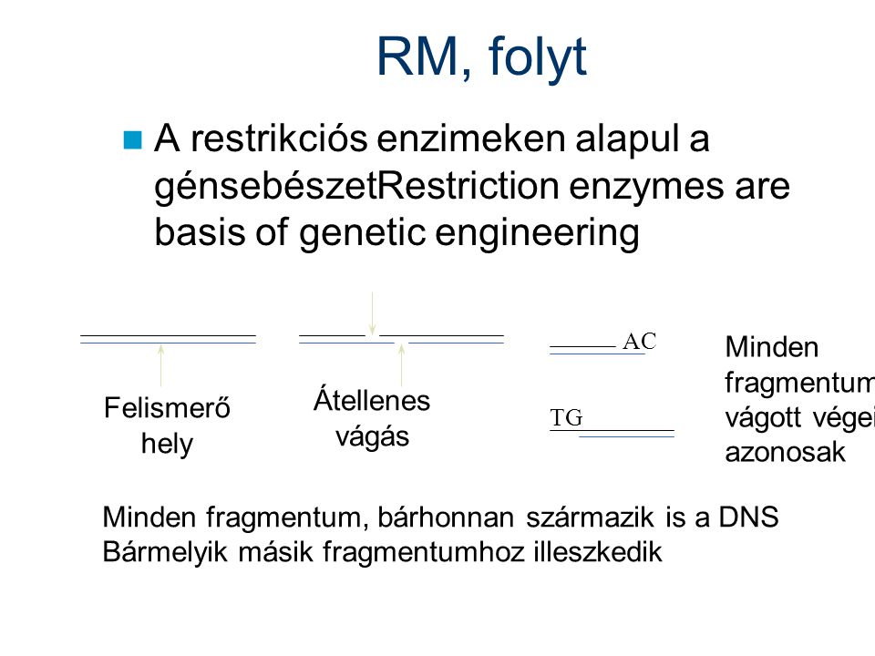 RM, folyt A restrikciós enzimeken alapul a génsebészetRestriction enzymes are basis of genetic engineering.