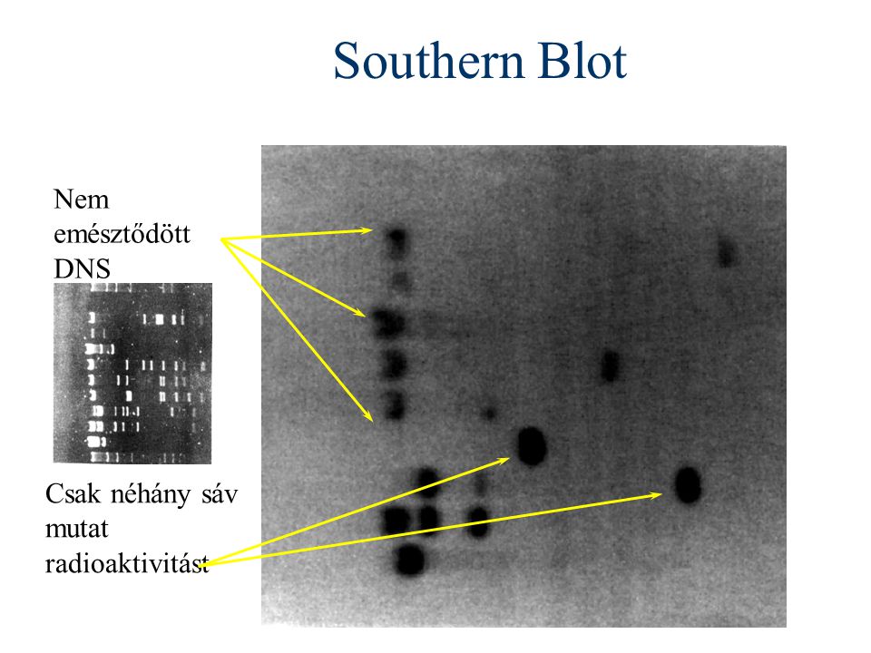 Southern Blot Nem emésztődött DNS Csak néhány sáv mutat