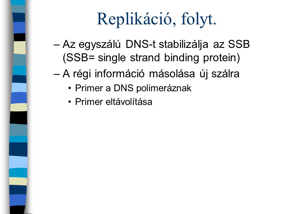 Replikáció, folyt. Az egyszálú DNS-t stabilizálja az SSB (SSB= single strand binding protein) A régi információ másolása új szálra.