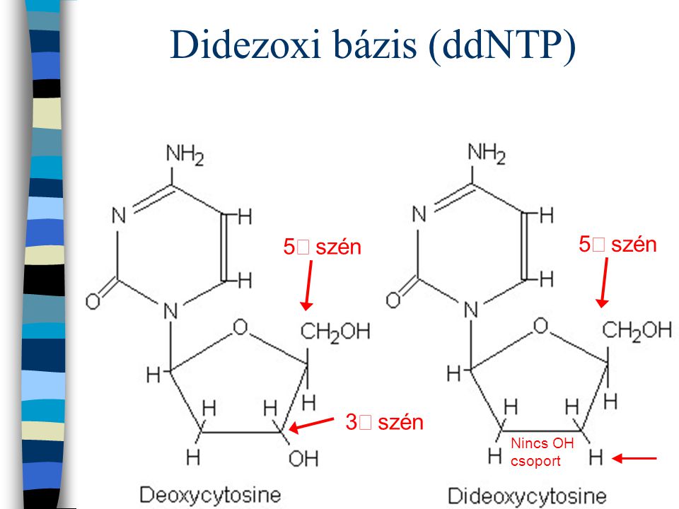 Didezoxi bázis (ddNTP)