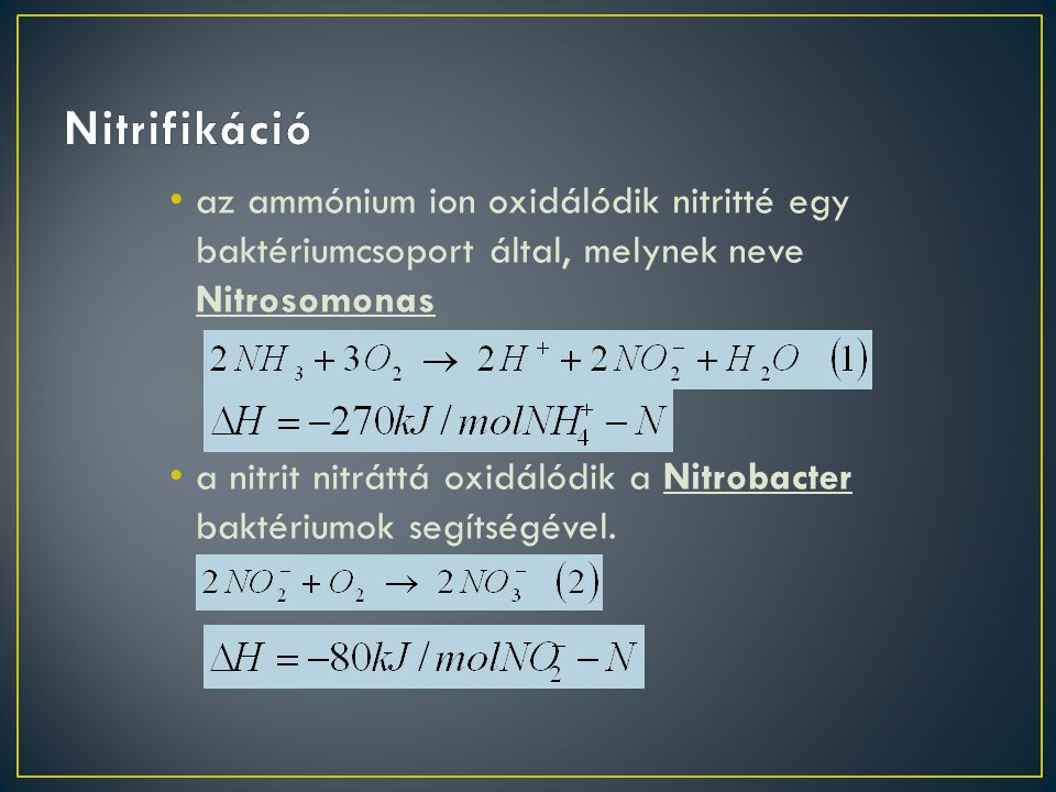 Nitrifikáció az ammónium ion oxidálódik nitritté egy baktériumcsoport által, melynek neve Nitrosomonas.