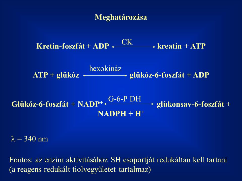 Kretin-foszfát + ADP kreatin + ATP