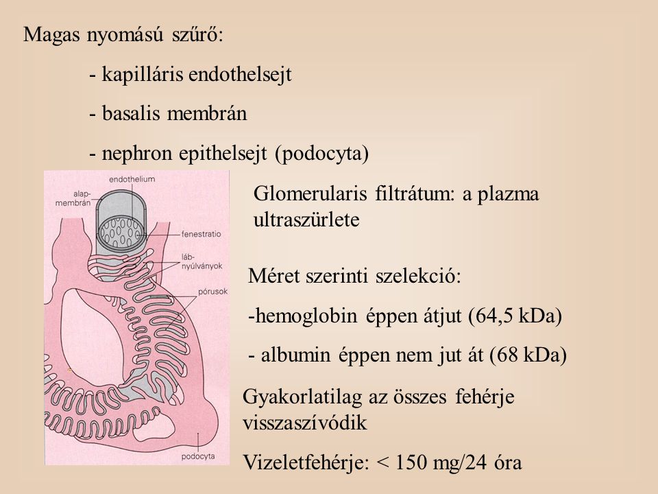 Magas nyomású szűrő: - kapilláris endothelsejt. - basalis membrán. - nephron epithelsejt (podocyta)