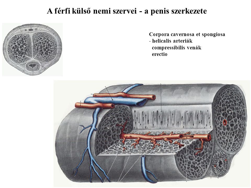 A férfi külső nemi szervei - a penis szerkezete