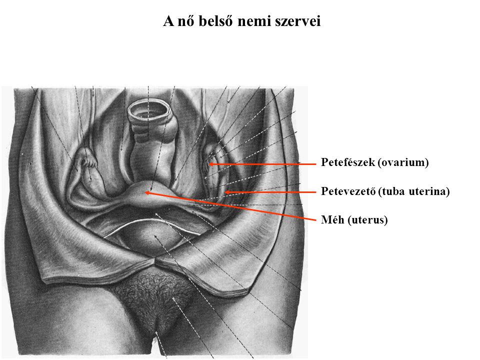A nő belső nemi szervei Petefészek (ovarium) Petevezető (tuba uterina)