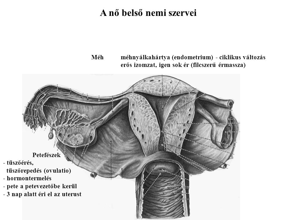 A nő belső nemi szervei Méh méhnyálkahártya (endometrium) - ciklikus változás. erős izomzat, igen sok ér (filcszerű érmassza)